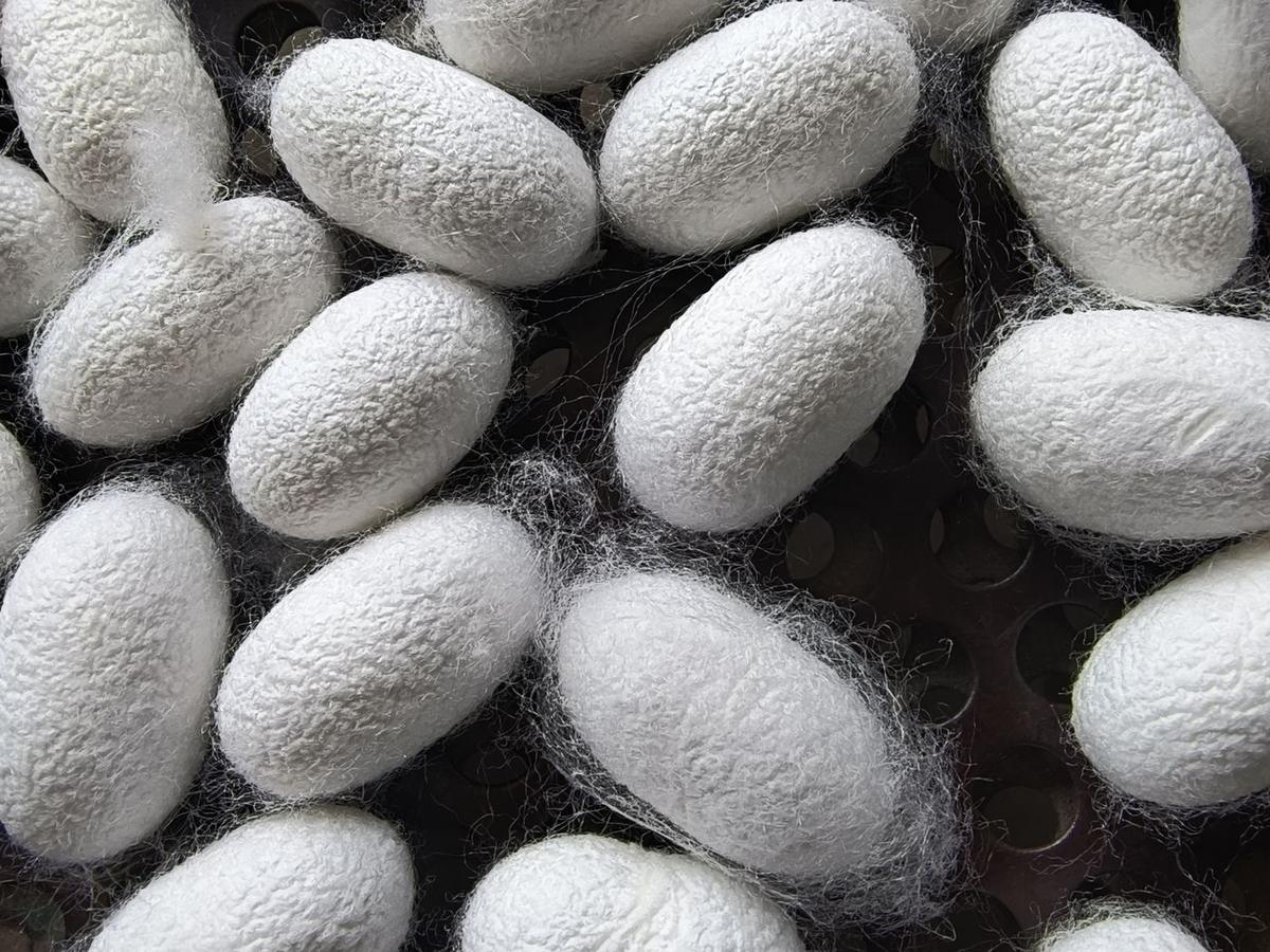 Harvested white silk cocoons
