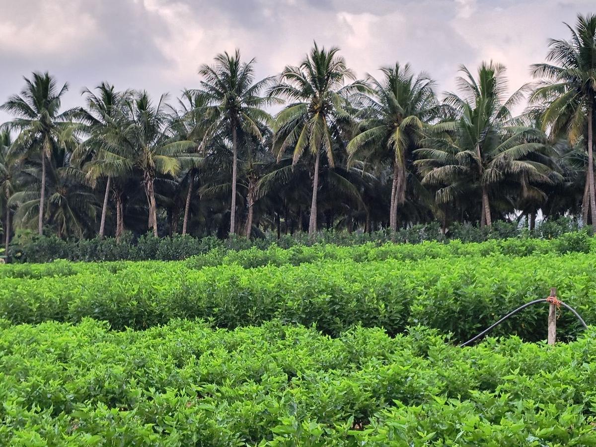 A mulberry plot bordered by coconut palms and other crops