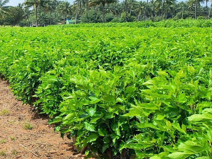 Mulberry rows with the irrigation furrow running between them