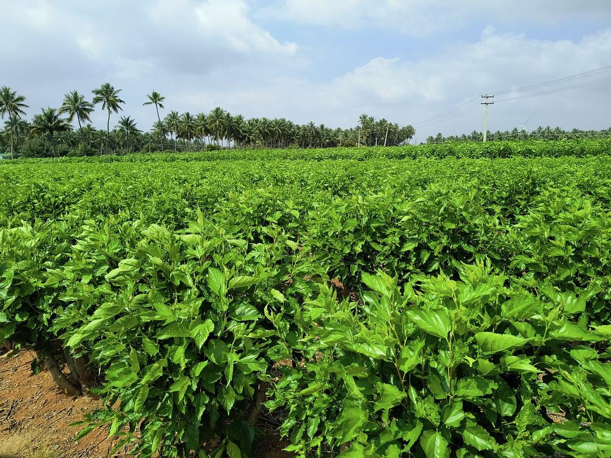 A mulberry plot in full leaf under an open sky, bordered by coconut palms