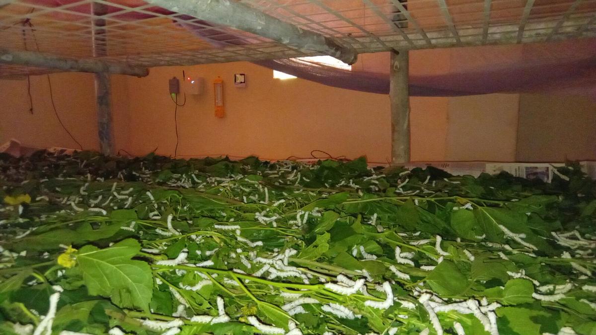 Silkworms feeding on mulberry leaf in a rearing bed