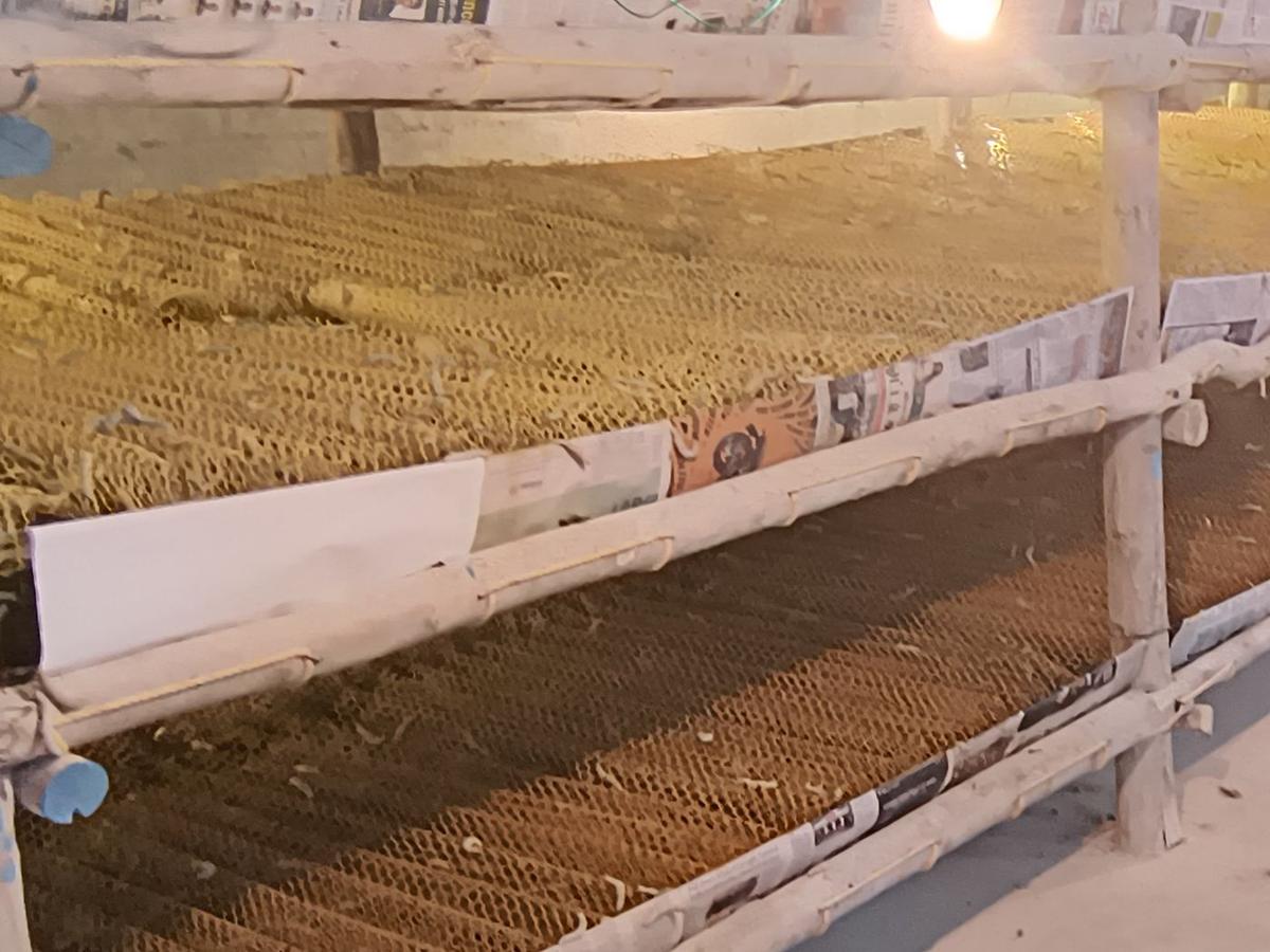 Rearing trays racked on tiers inside a rearing house